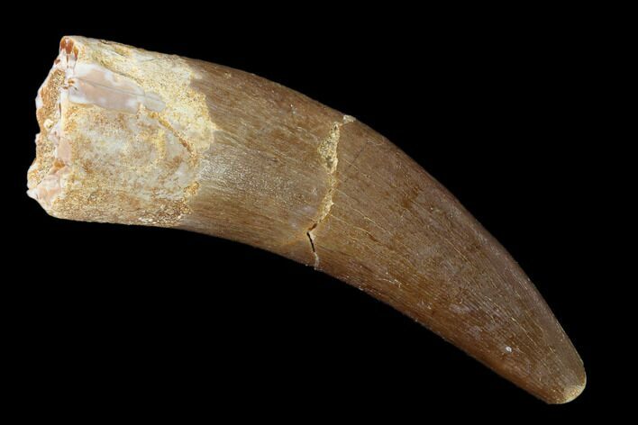 Fossil Plesiosaur (Zarafasaura) Tooth - Morocco #160577